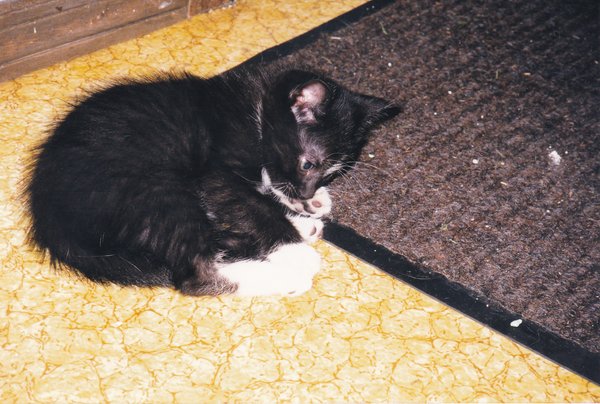 Baby Kitty 05.jpg