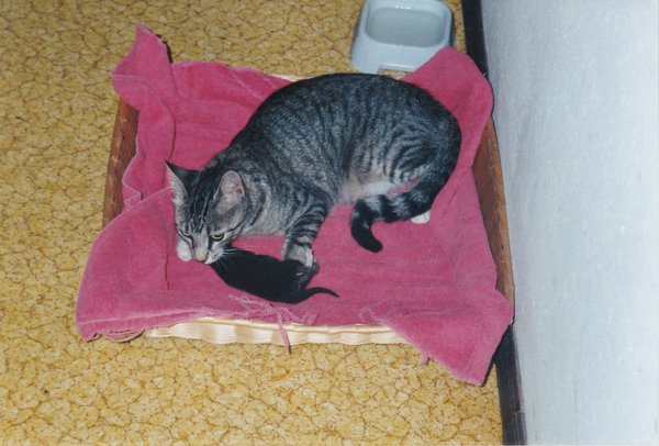 Kitty Janet tamed and her baby 04.jpg