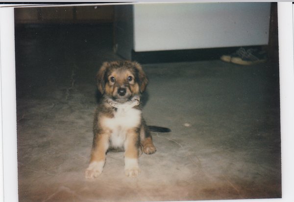 Tip as a puppy .jpg