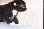 Baby Kitty 01.jpg