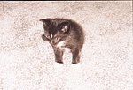 Baby Kitty 02.jpg