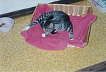 Kitty Janet tamed and her baby 02.jpg